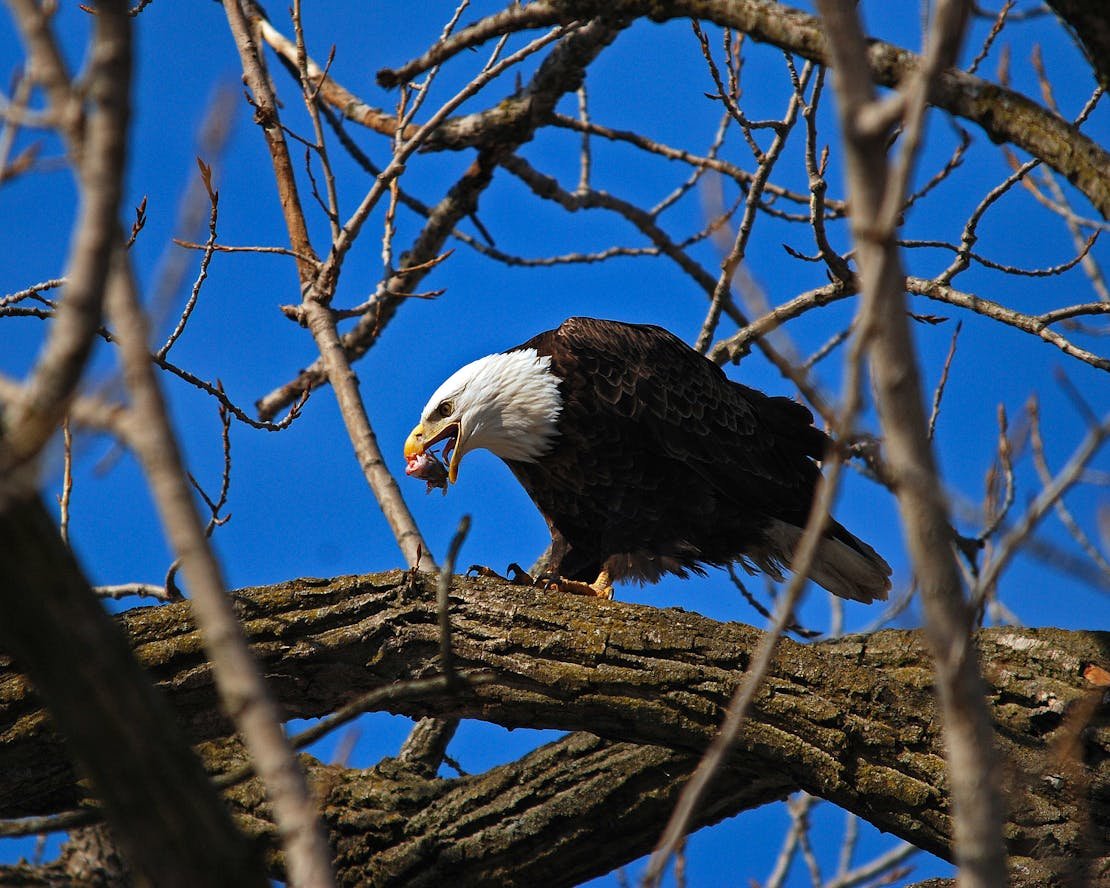 The bald eagle is eating.